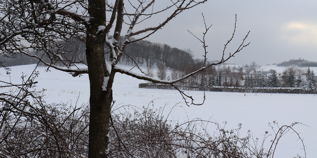 Ilustracja przedstawia zimowy krajobraz. Na pierwszym planie drzewo bez liści.